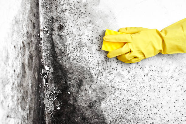 Best Fast Mold Removal  in Strathmore, CA