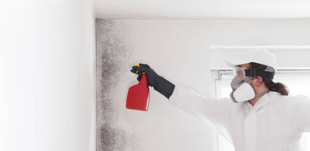 Best Commercial Mold Removal  in Strathmore, CA
