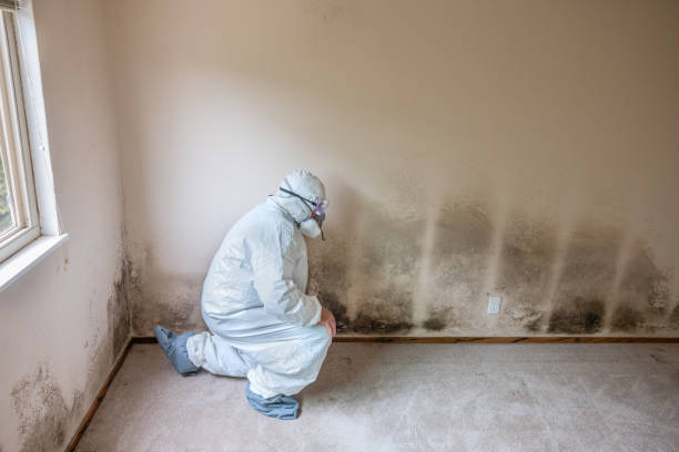 Best Local Mold Removal Service  in Strathmore, CA