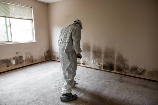 Best Mold Damage Repair  in Strathmore, CA