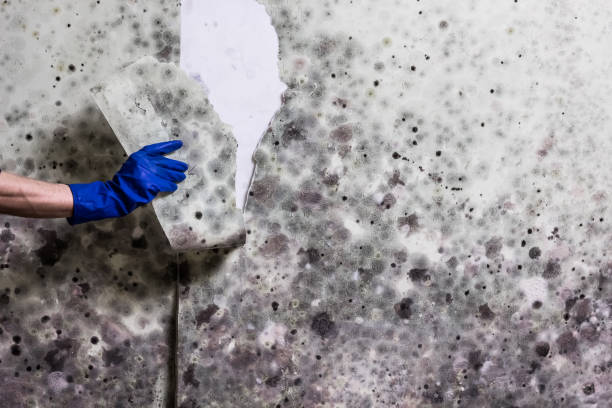 Best Emergency Mold Removal  in Strathmore, CA