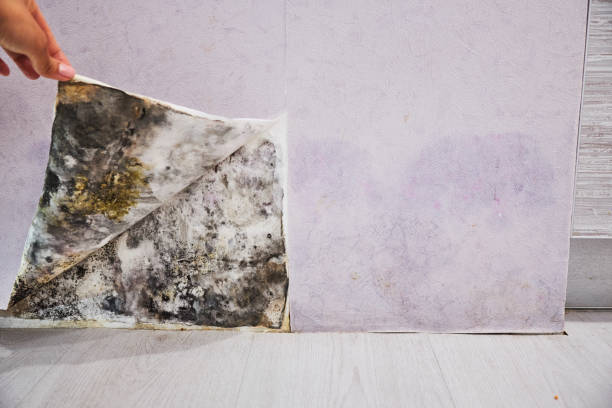 Best Same-Day Mold Removal  in Strathmore, CA